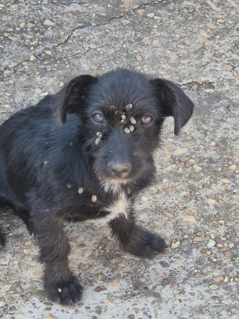 Manga, cadela de porte pequeno para adoção em Primavera do Leste - MT