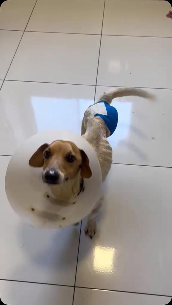 Bogotá, cachorro de porte pequeno para adoção em Primavera do Leste - MT