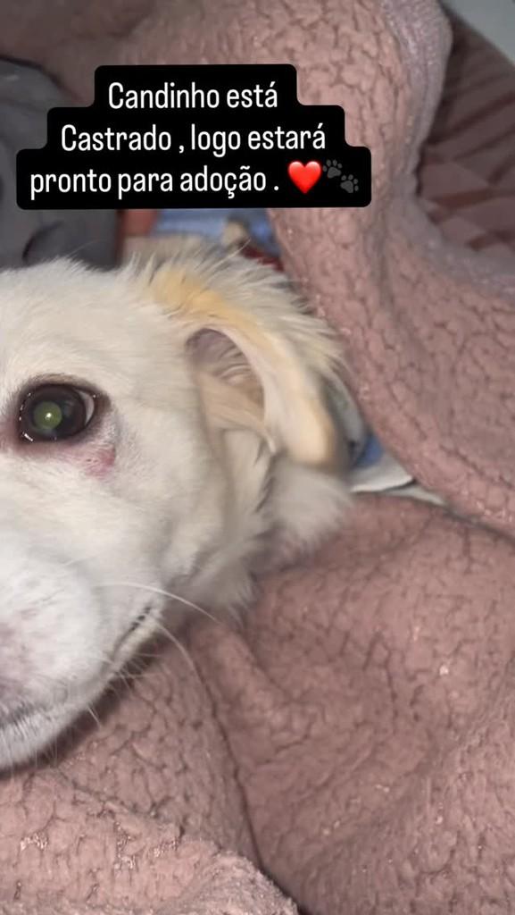 Candinho, cachorro de porte pequeno para adoção em São Paulo - SP