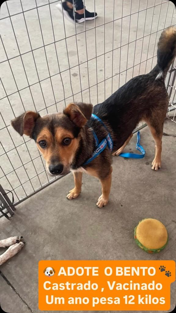 Bento, cachorro de porte pequeno para adoção em São Paulo - SP