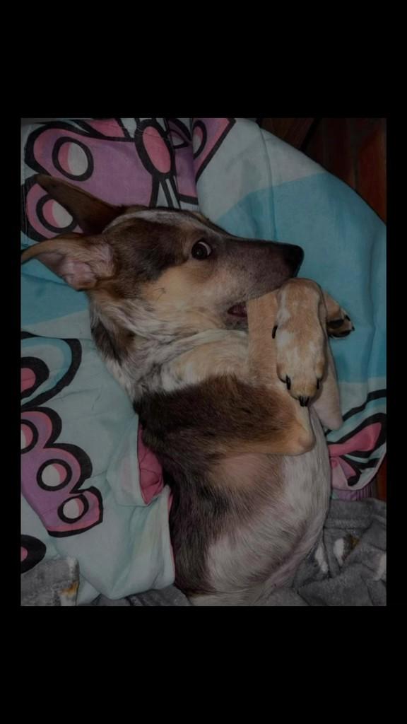 Serena, cachorro de porte pequeno para adoção em São Paulo - SP
