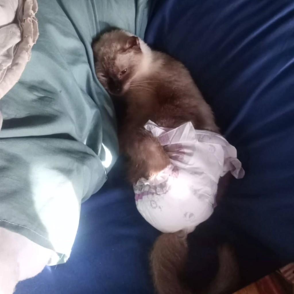 Ivy, gata para adoção em Belém - PA
