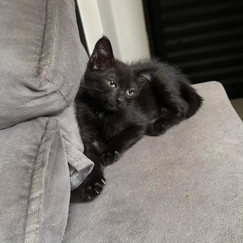 Pretinha, gato de porte pequeno para adoção em Belém - PA