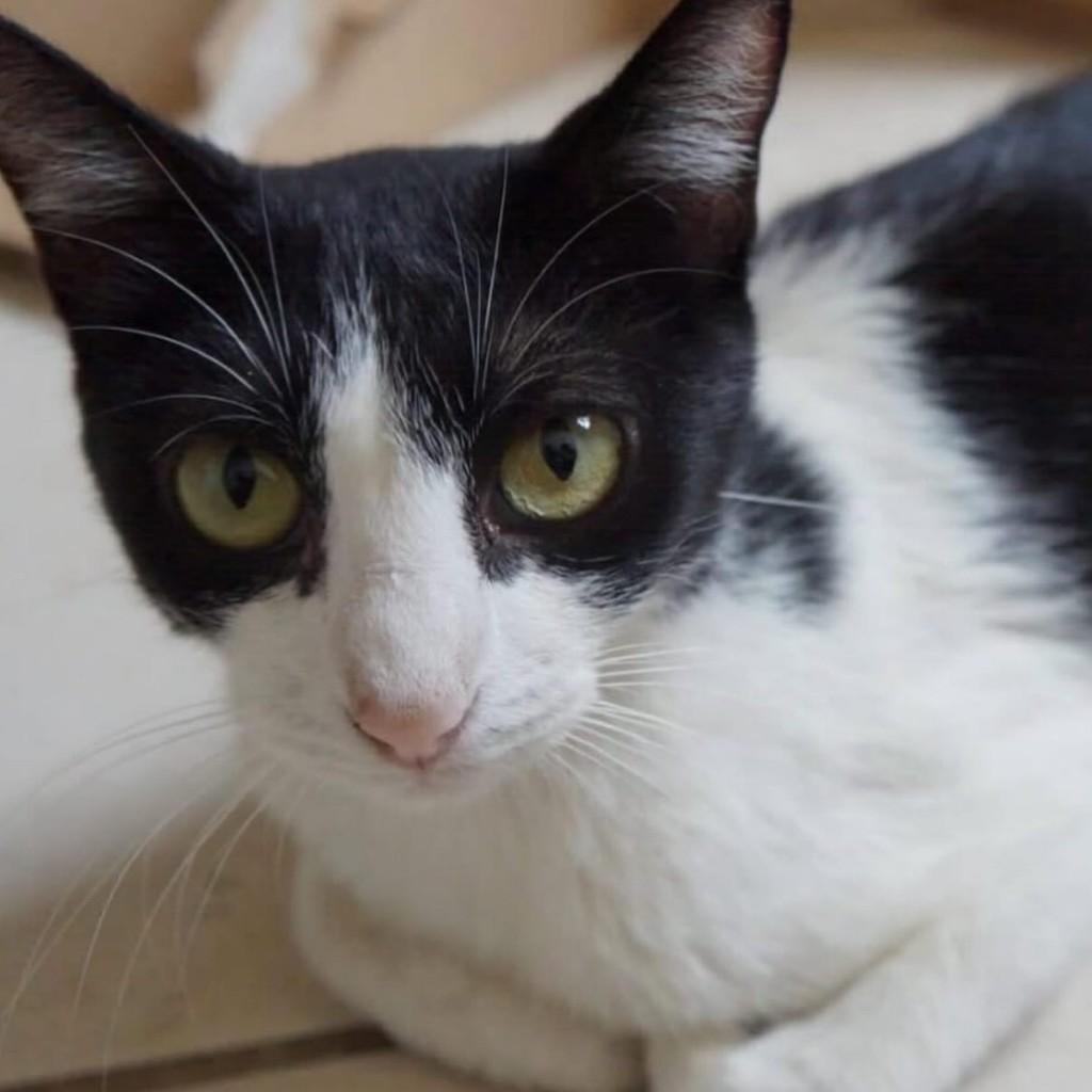 Françoise, gata para adoção em Taubaté - SP