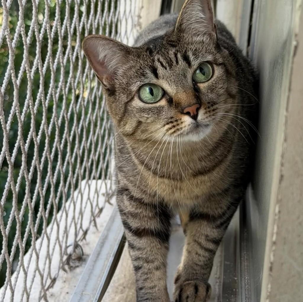 Poncha, gata de porte médio para adoção em São Paulo - SP