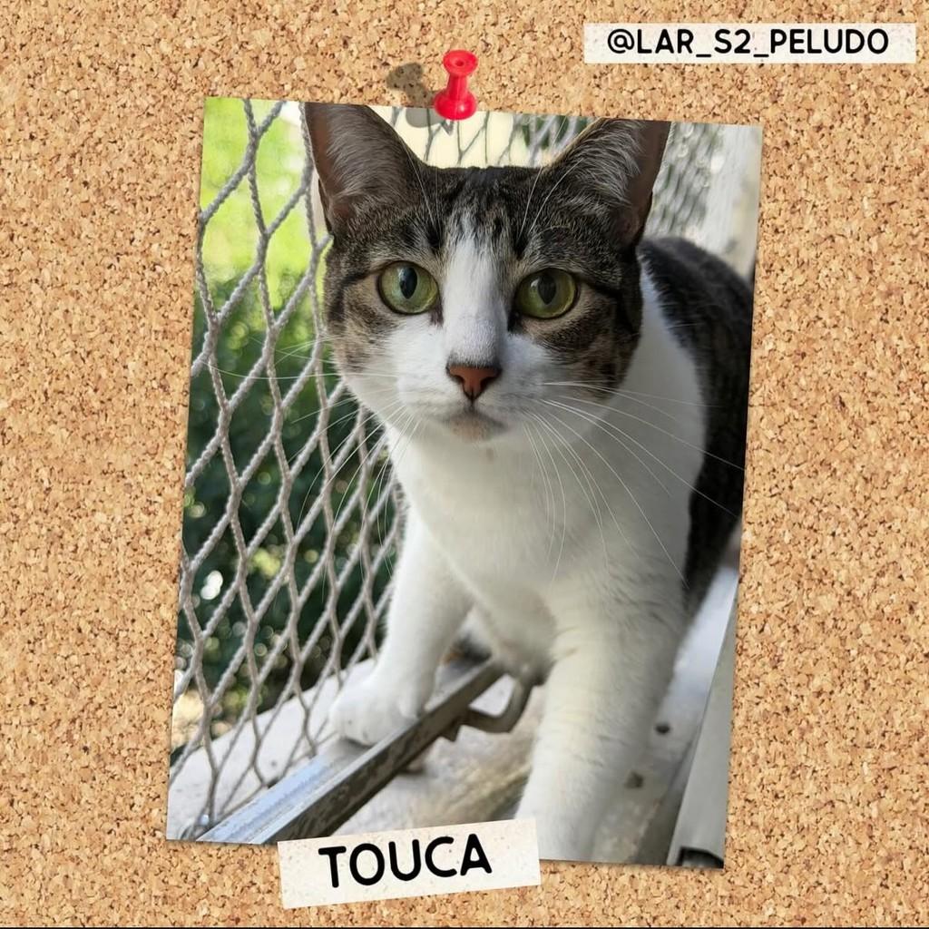 Touca, gato de porte médio para adoção em São Paulo - SP