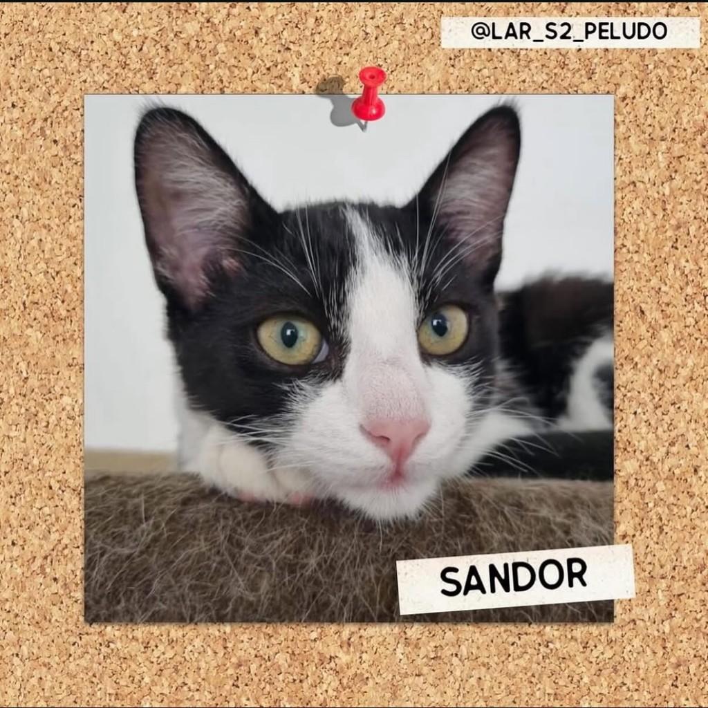 Sandor, gato para adoção em São Paulo - SP