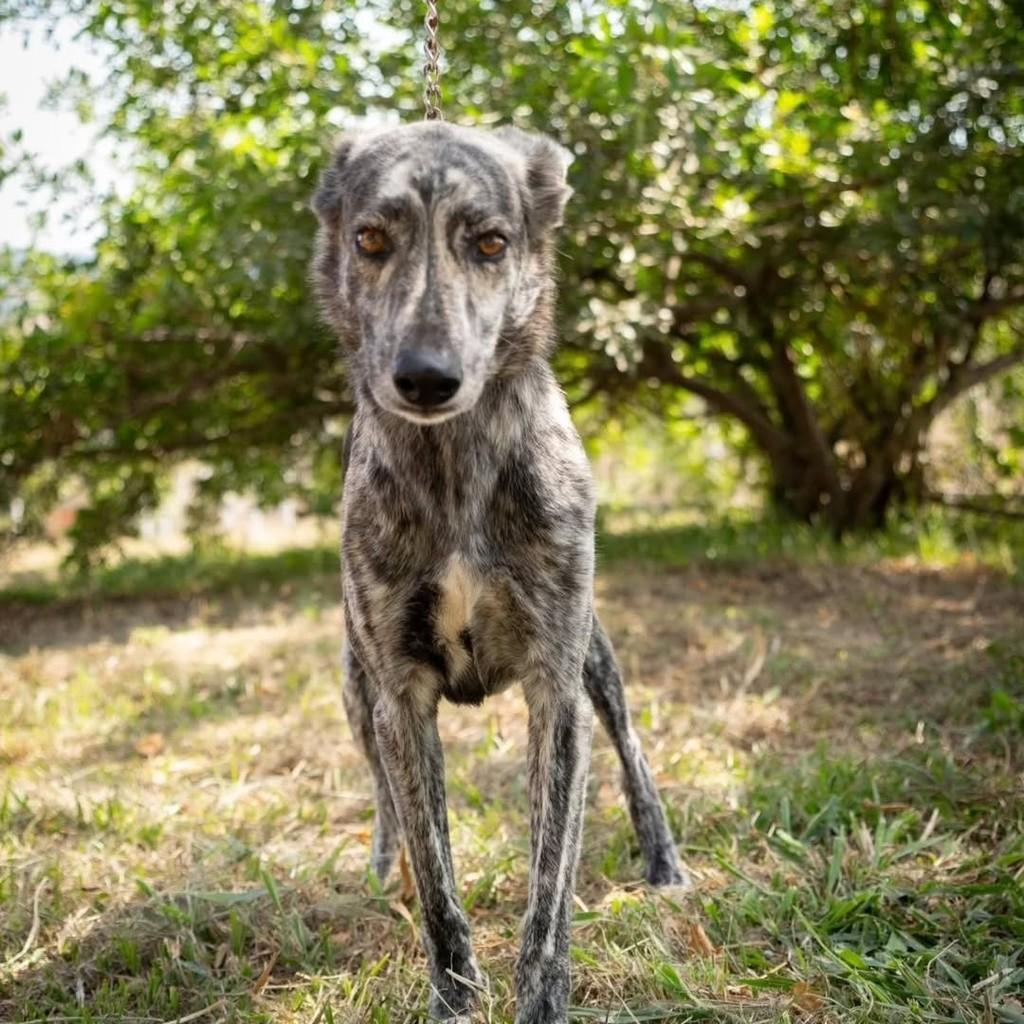 Frida, cachorro de porte médio para adoção em Águas Lindas de Goiás - GO
