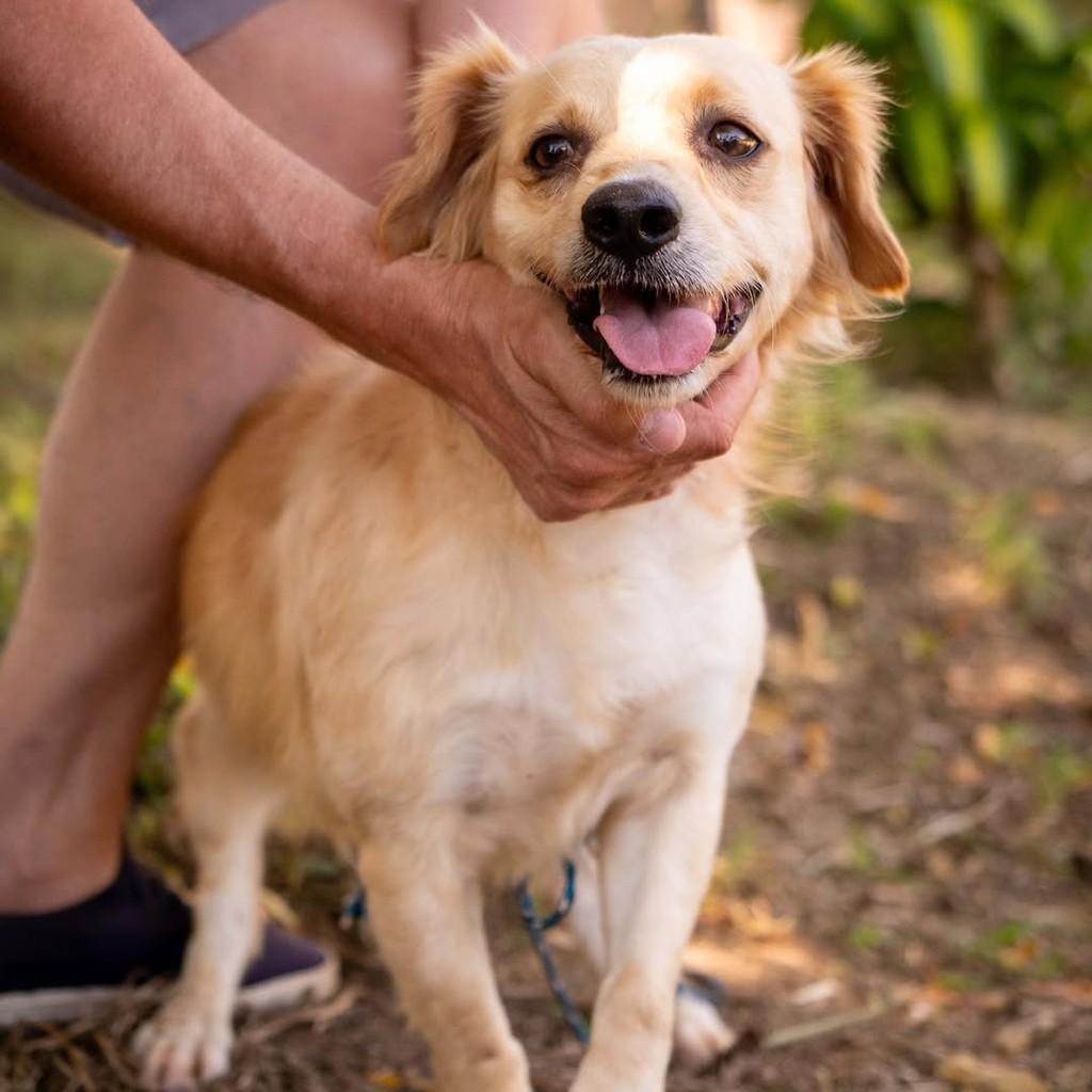 Bento, cachorro de porte médio para adoção em Águas Lindas de Goiás - GO