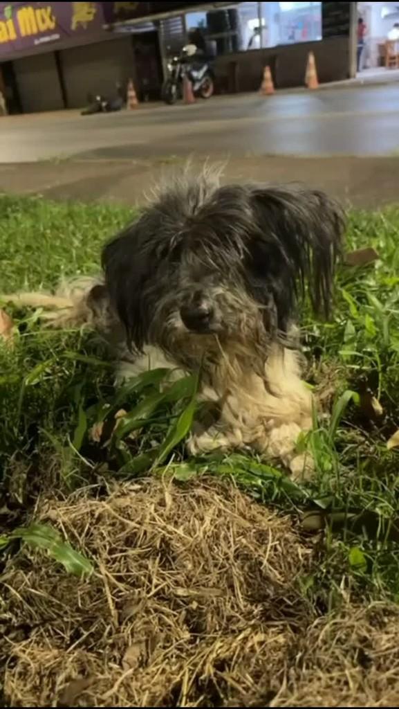 Vini Junior, cachorro de porte médio para adoção em Águas Lindas de Goiás - GO