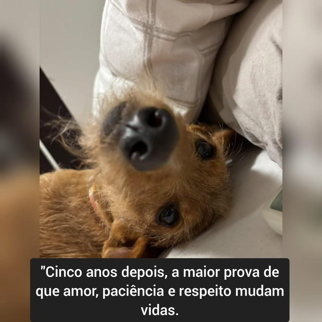 Steve, cachorro de porte médio para adoção em Águas Lindas de Goiás - GO
