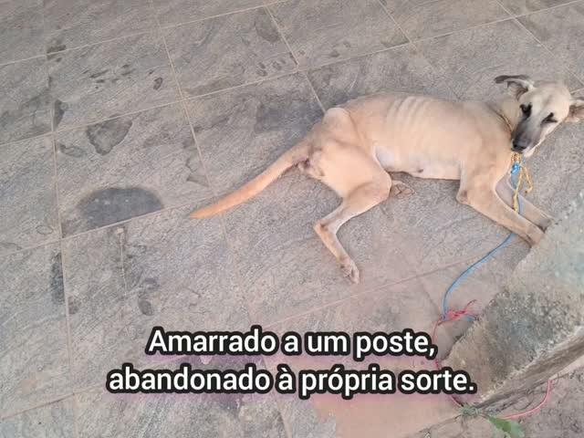 Davi, cachorro de porte médio para adoção em Águas Lindas de Goiás - GO