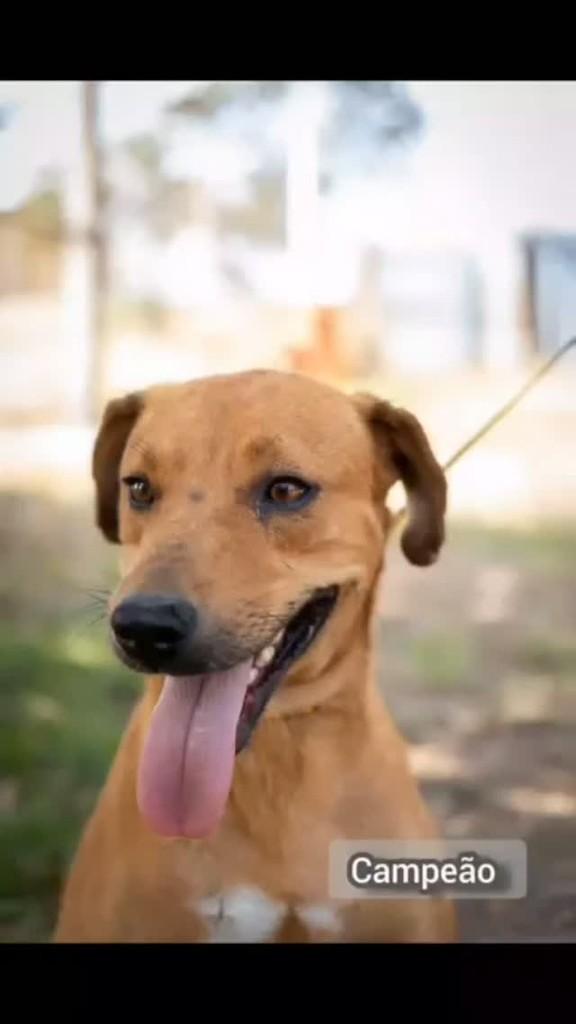 Campeão, cachorro de porte pequeno para adoção em Águas Lindas de Goiás - GO
