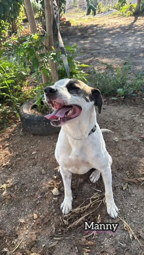 Manny, cachorro de porte médio para adoção em Águas Lindas de Goiás - GO