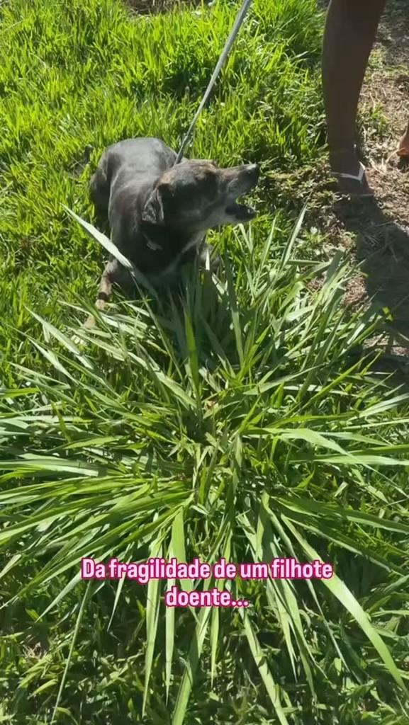 Arya, cadela de porte pequeno para adoção em Águas Lindas de Goiás - GO