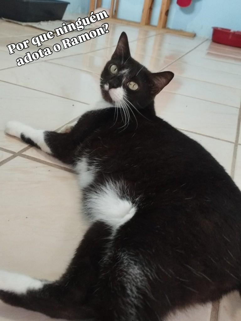 Ramon, gato de porte médio para adoção em Recife - PE