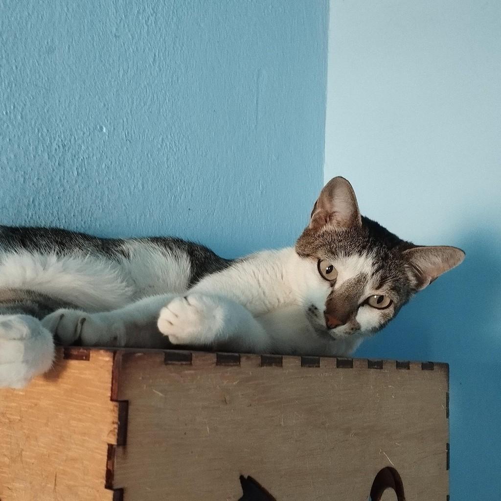 Fred, gato de porte pequeno para adoção em Recife - PE