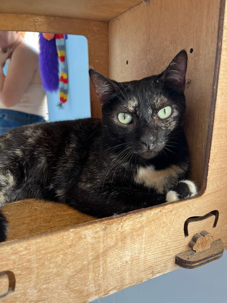 Wakanda, gata para adoção em Recife - PE
