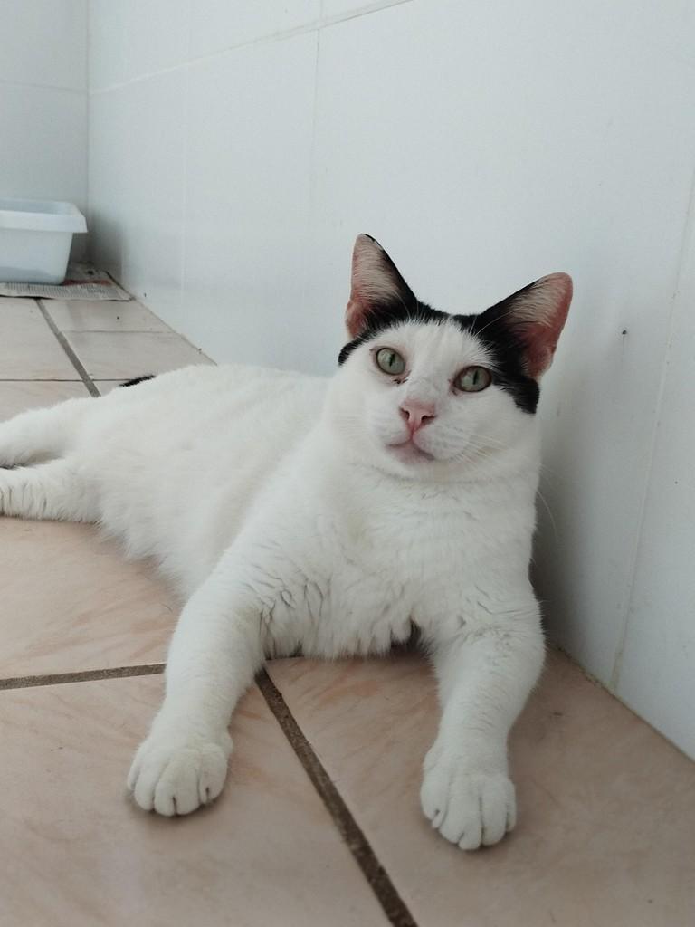 Pandora, gata de porte médio para adoção em Recife - PE