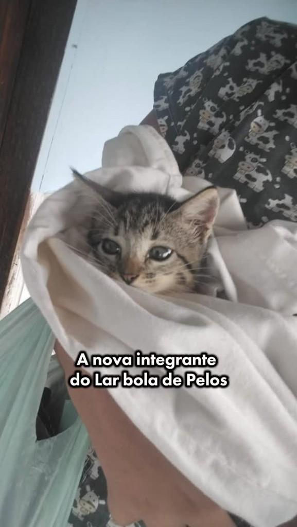 Tigrada, gato para adoção em Recife - PE