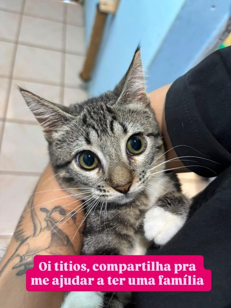 Lua, gata para adoção em Recife - PE