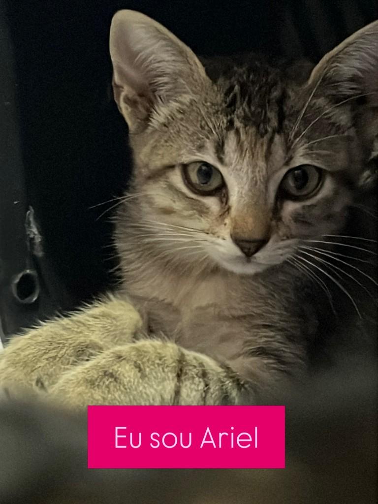 Ariel, gata de porte pequeno para adoção no Recife - PE