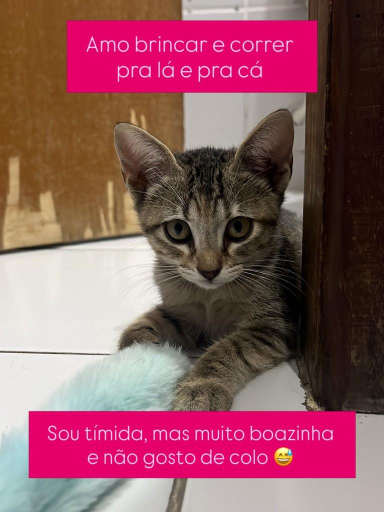 Ariel, gata de porte pequeno para adoção no Recife - PE — foto 2 de 2