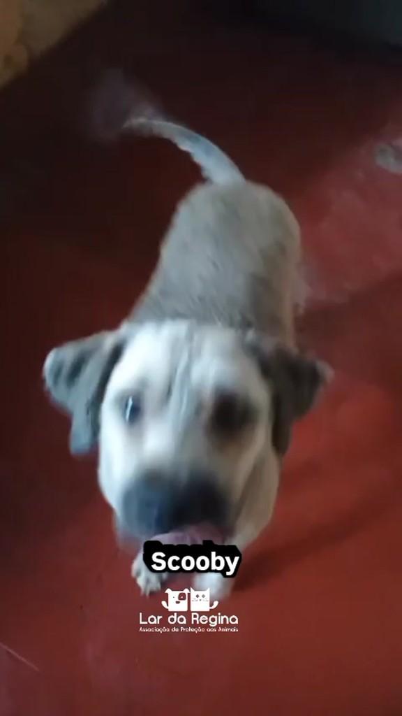 Scooby, cachorro de porte médio para adoção em Guarulhos - SP