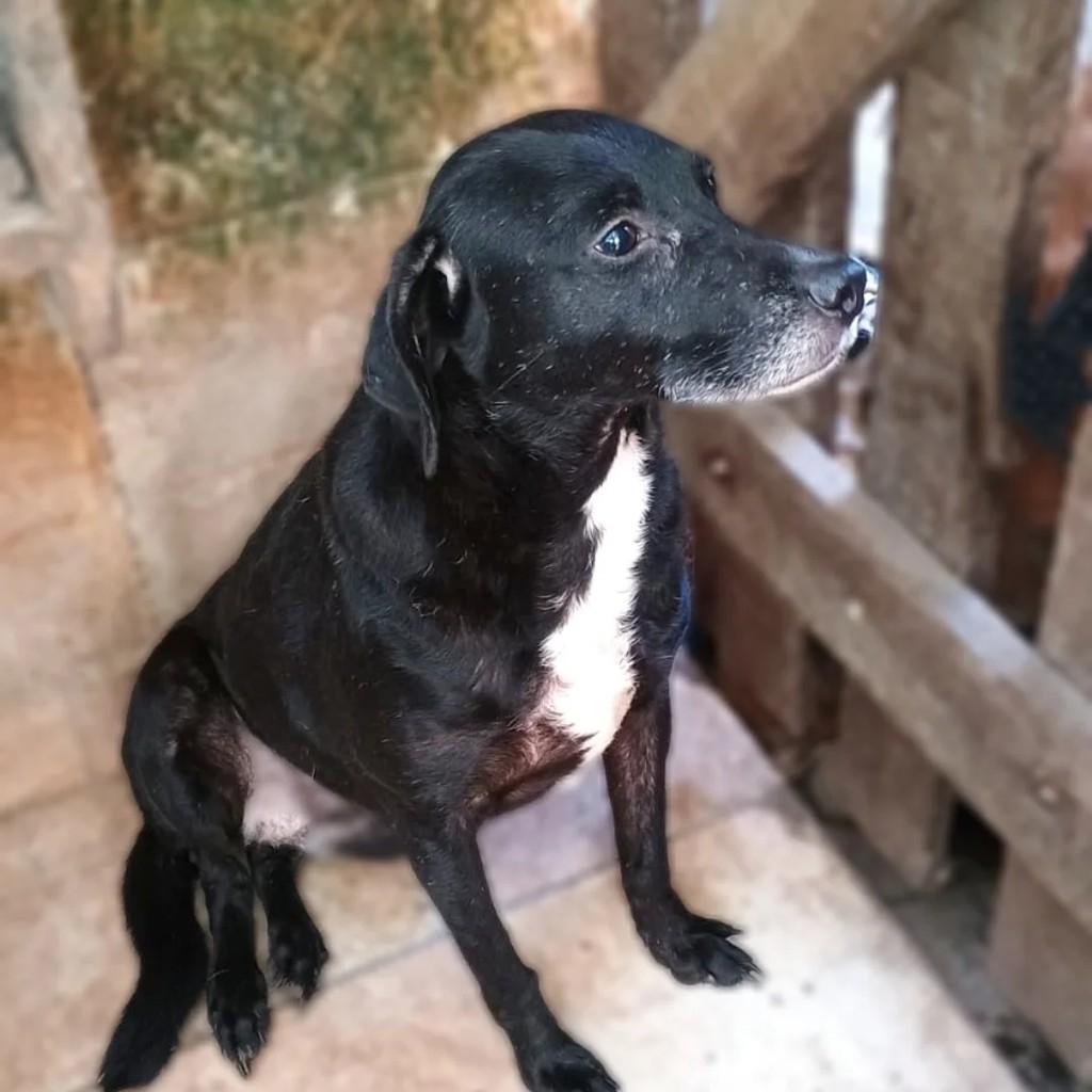 Molly, cachorro de porte médio para adoção em Guarulhos - SP
