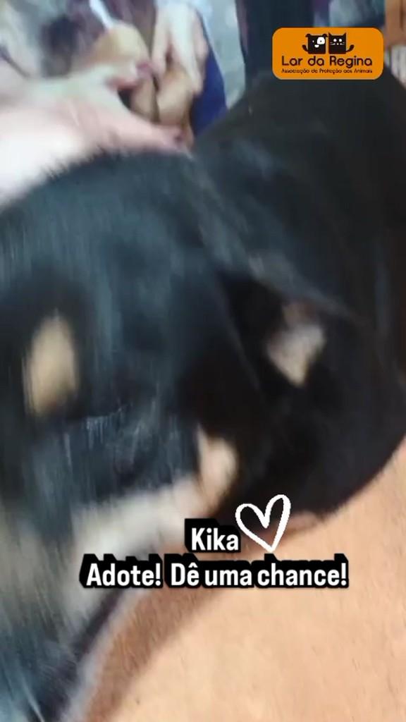 Kika, cachorro de porte médio para adoção em Guarulhos - SP
