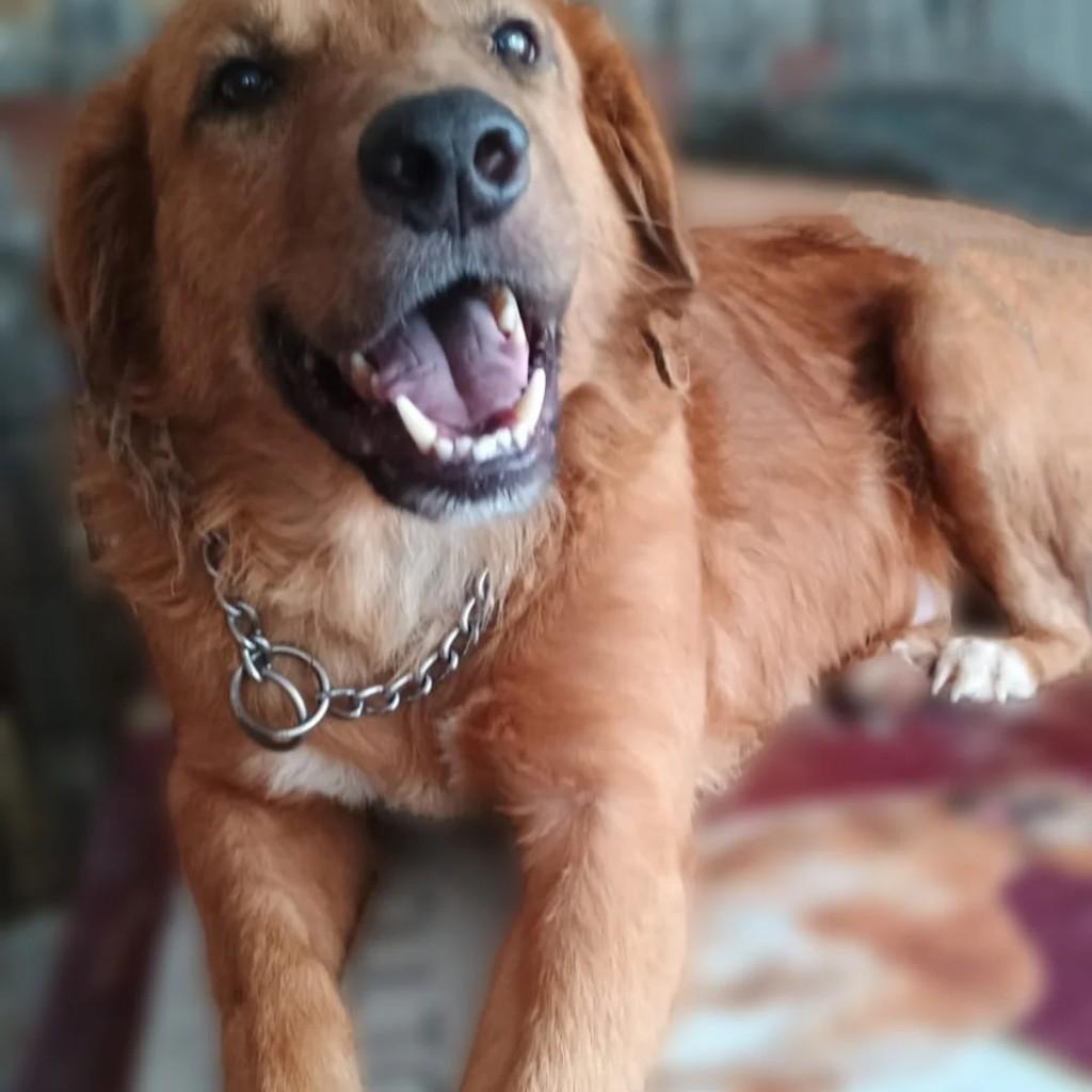 Simba, cachorro de porte grande para adoção em Guarulhos - SP