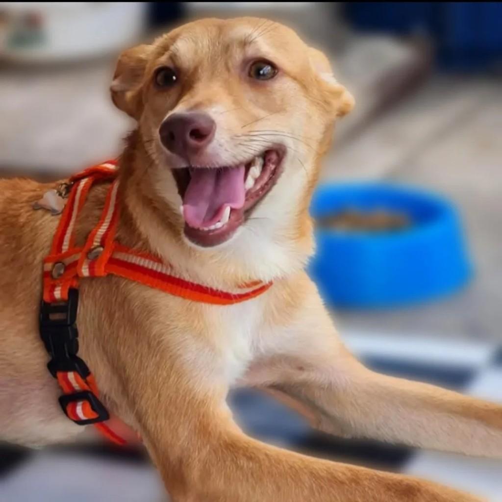 Léozinho, cachorro de porte médio para adoção em Guarulhos - SP