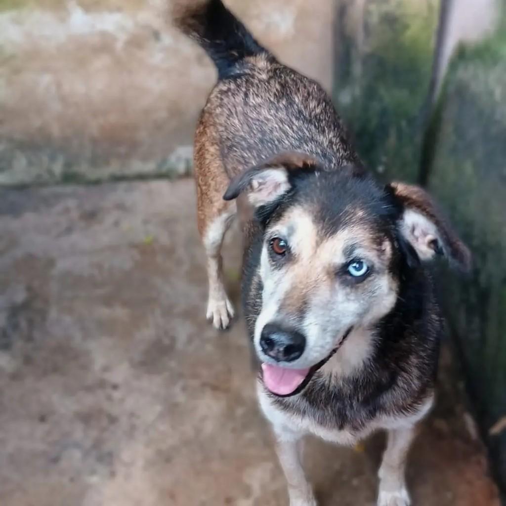 Princesa, cadela de porte médio para adoção em Guarulhos - SP