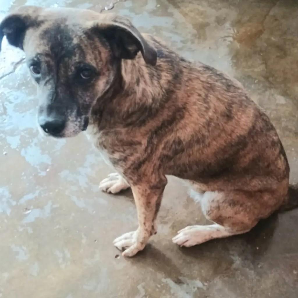 Kira, cachorro de porte médio para adoção em Guarulhos - SP