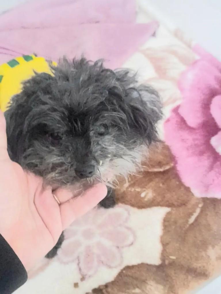 Lilica, cadela de porte pequeno para adoção em Guarulhos - SP
