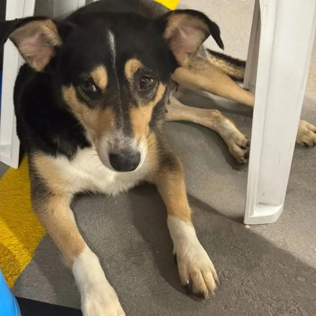 Lola, cadela de porte médio para adoção em Guarulhos - SP