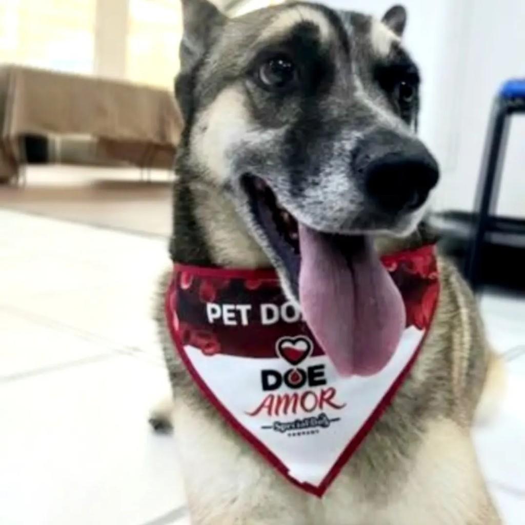Jubileu, cachorro de porte médio para adoção em Guarulhos - SP