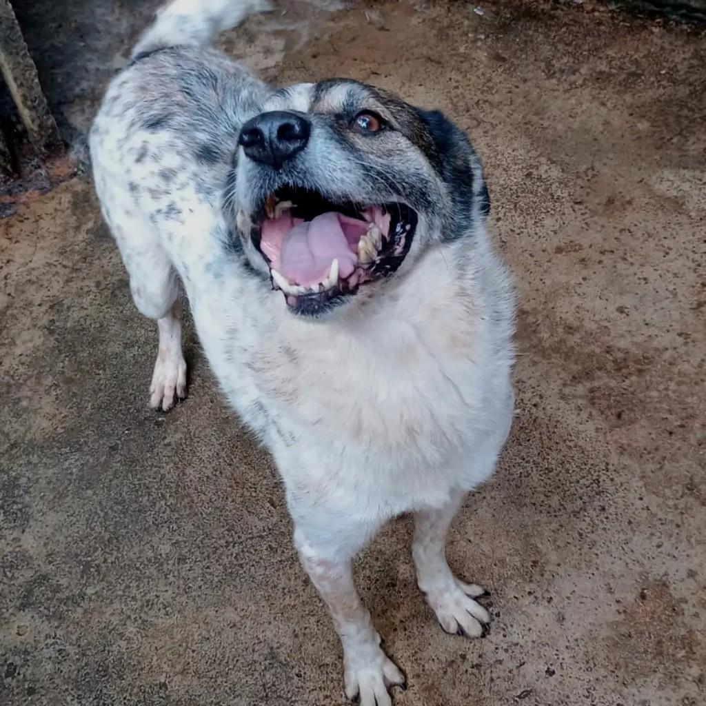 Suzi, cadela de porte grande para adoção em Guarulhos - SP
