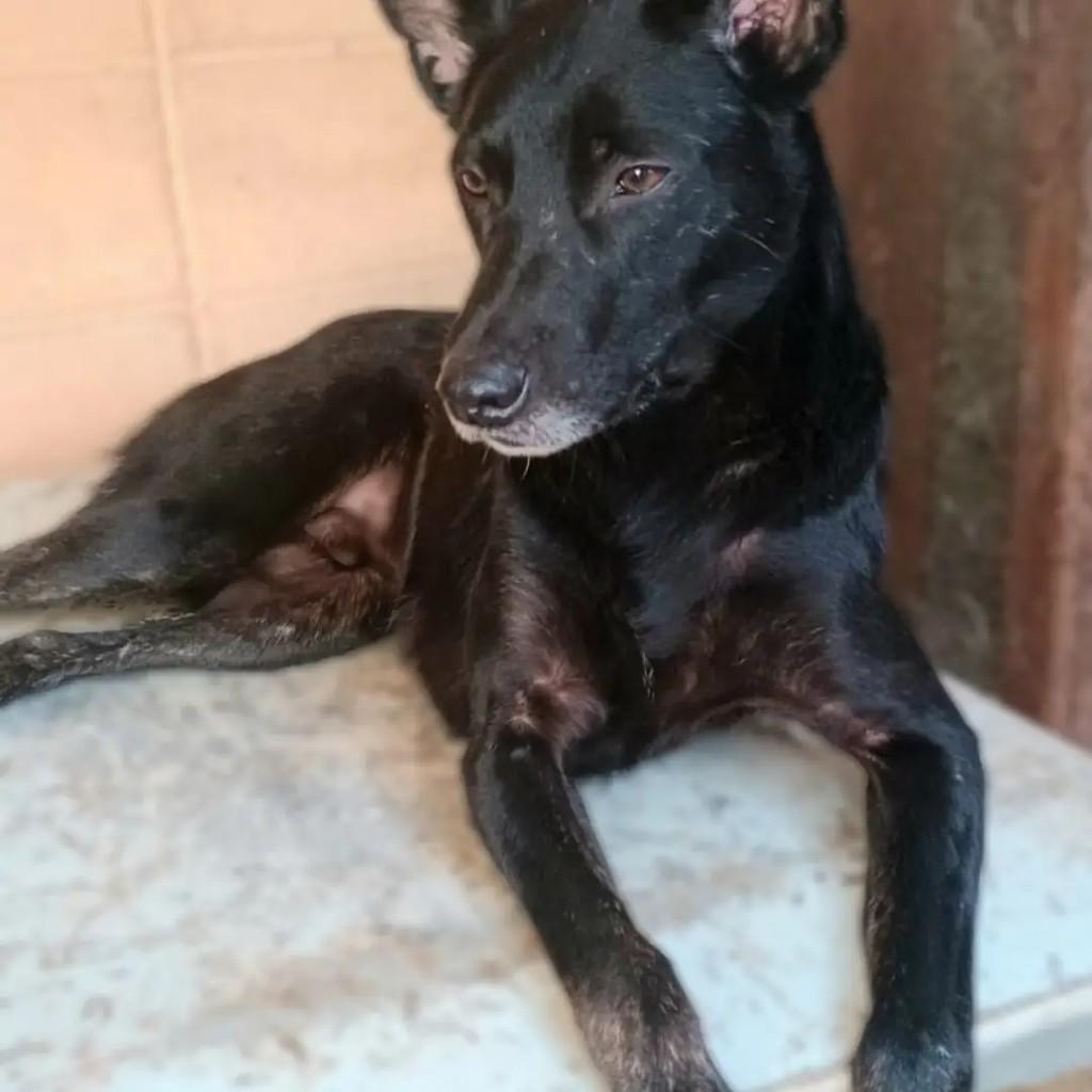 Troy, cachorro de porte médio para adoção em Guarulhos - SP
