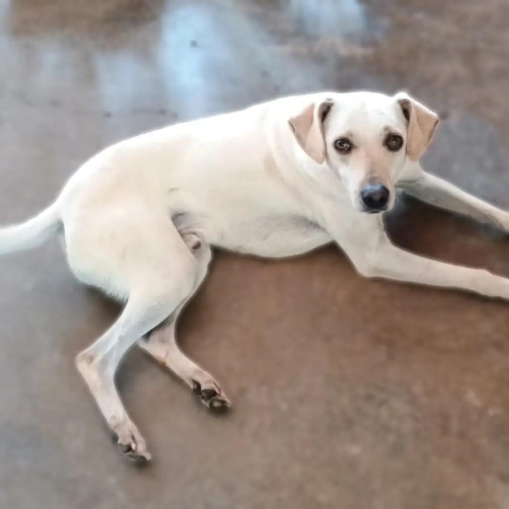 Milk, cachorro de porte médio para adoção em Guarulhos - SP