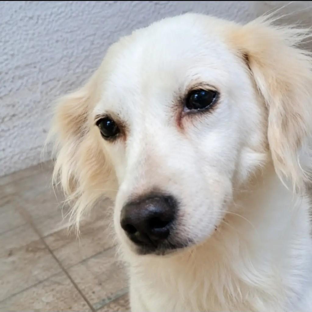 Benjamin, cachorro de porte pequeno para adoção em Guarulhos - SP