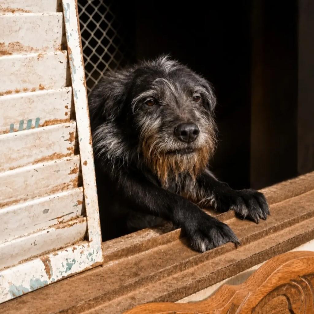 Bento, cachorro de porte pequeno para adoção em Guarulhos - SP