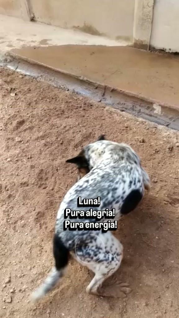 Luna, cadela de porte médio para adoção em Guarulhos - SP