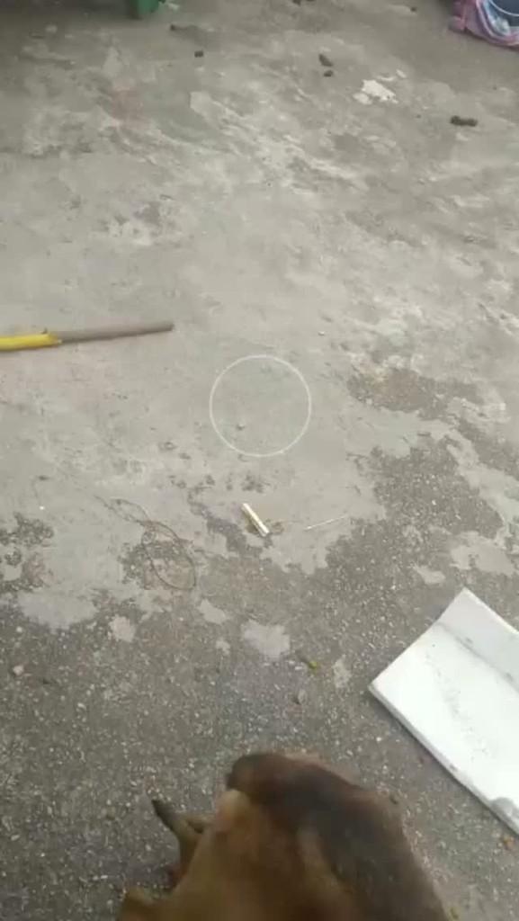 Mel, cadela de porte pequeno para adoção em Guarulhos - SP