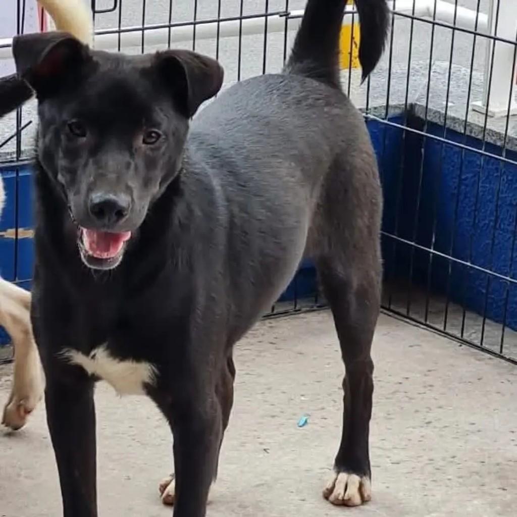 Dylan, cachorro de porte médio para adoção em Guarulhos - SP