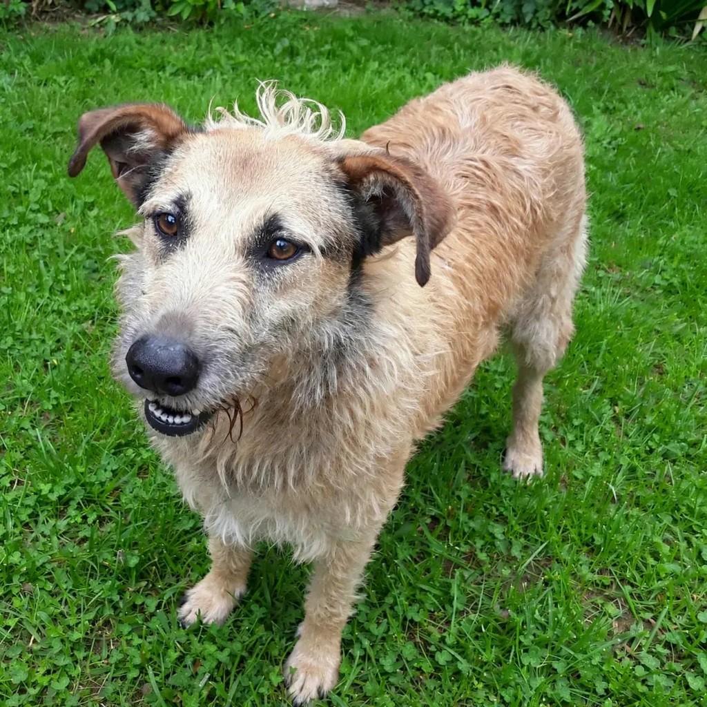 Tobias, cachorro de porte médio para adoção em Guarulhos - SP