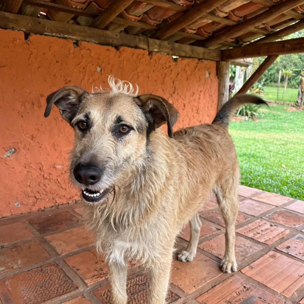 Tobias, cachorro de porte médio para adoção em Guarulhos - SP — foto 2 de 5