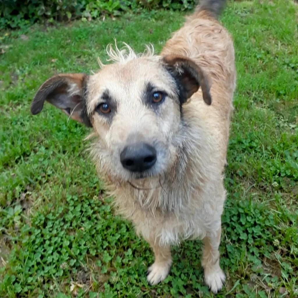 Tobias, cachorro de porte médio para adoção em Guarulhos - SP — foto 4 de 5
