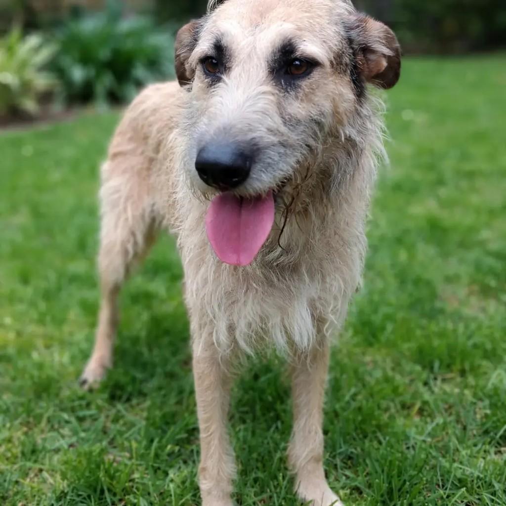 Tobias, cachorro de porte médio para adoção em Guarulhos - SP — foto 5 de 5