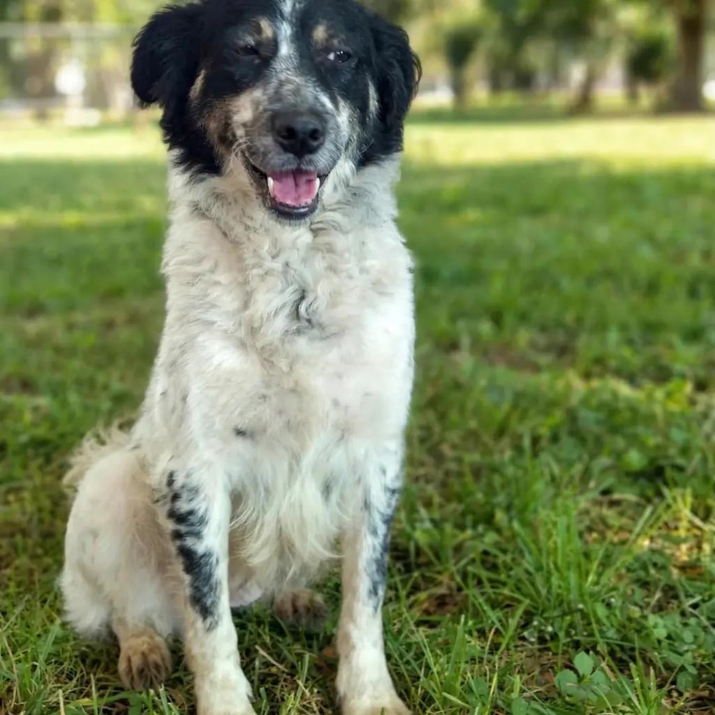Julinha, cadela de porte médio para adoção em Guarulhos - SP — foto 3 de 6